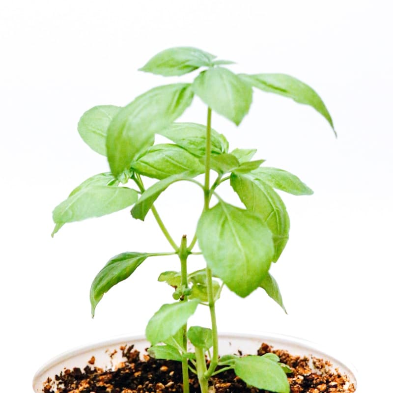Person holding a small plant